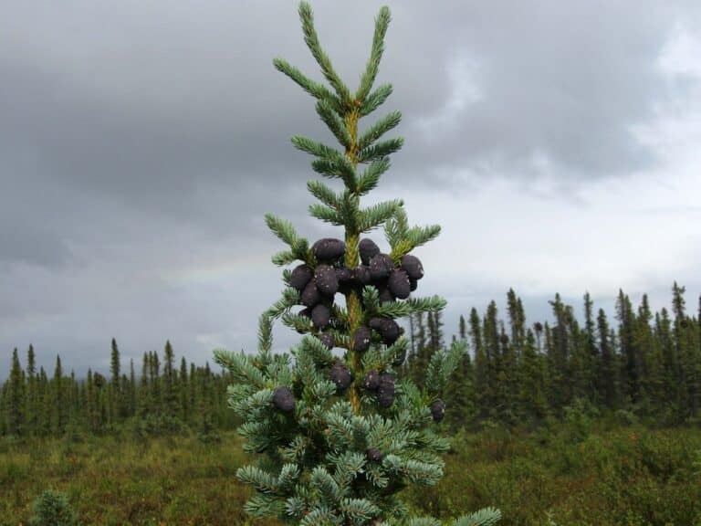 Black spruce (Picea mariana) with new cones clustered at the top in the boggy forest south of the Kobuk River. Accessibiility statement: Top of a spruce tree with purple cones and forest and shrubs in the background.