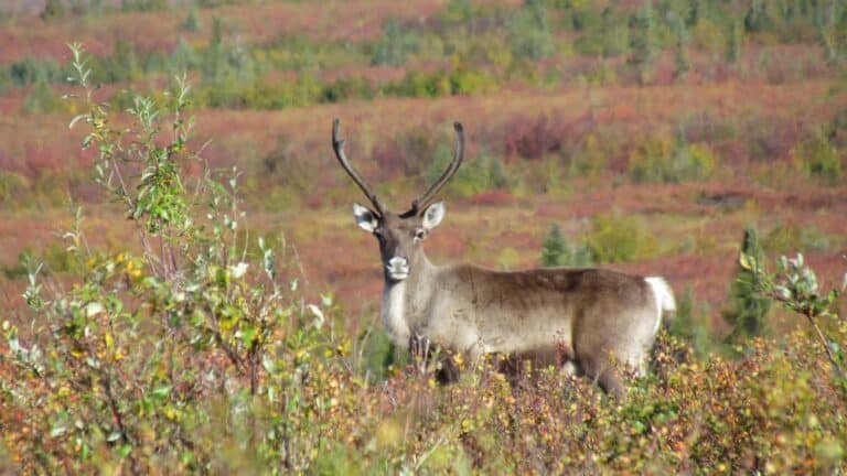 A single caribou on its fall migration south across Kobuk Valley National Park, but we know that several hundred throusand in the herd are doing the same thing. Accessibility statement: One caribou with antlers in velvet standing among yellow and red shrubs.