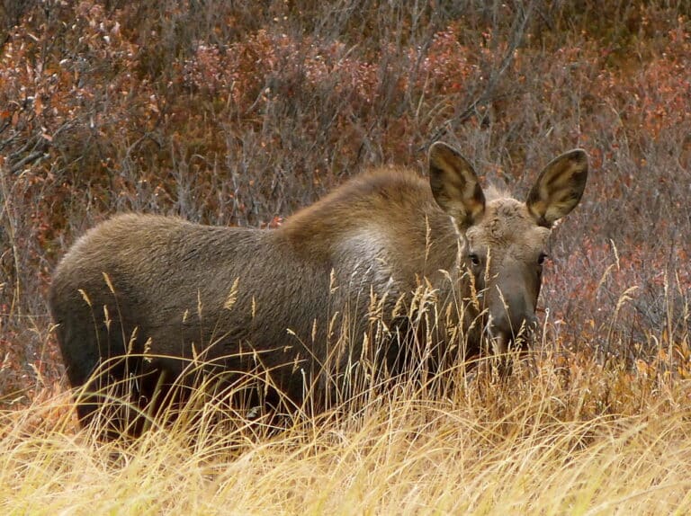 Bull Moose at Telaquana in Autumn. NPS Photo / J. Mills. 2013