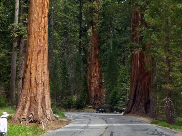 sequoia-trees-53183_1280