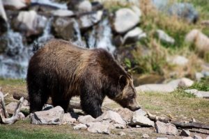 Read more about the article Best National Parks to See Bears