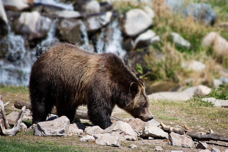 Read more about the article Best National Parks to See Bears