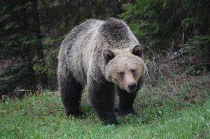 Read more about the article Everything You Need to Know About Bear Bangers